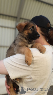 Zdjęcie №3. Szczenięta szukają domu. Federacja Rosyjska