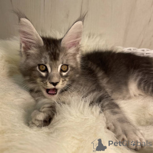 Zdjęcie №3. Kocięta rasy Maine Coon. Niemcy