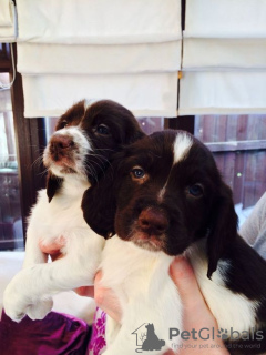 Zdjęcie №1. springer spaniel angielski - na sprzedaż w Kolonia | 1188zł | Zapowiedź №127309