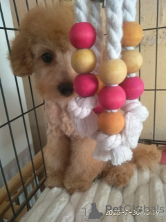 Zdjęcie №2 do zapowiedźy № 146103 na sprzedaż  maltipu - wkupić się Gruzja prywatne ogłoszenie