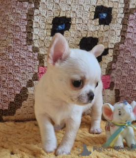 Zdjęcie №1. chihuahua (rasa psów) - na sprzedaż w Quedlinburg | negocjowane | Zapowiedź №174976