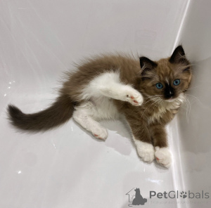 Zdjęcie №1. ragdoll - na sprzedaż w Groningen | negocjowane | Zapowiedź № 176448