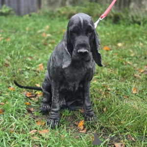 Zdjęcie №3. Cocker spaniel angielski Danya szuka domu.. Federacja Rosyjska