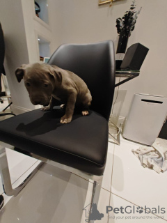 Zdjęcie №2 do zapowiedźy № 132795 na sprzedaż  blue lacy - wkupić się Niemcy prywatne ogłoszenie