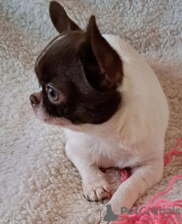 Zdjęcie №3. Toaleta wyszkolona Chihuahua. Holandia