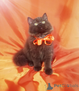 Zdjęcie №4. Sprzedam kot brytyjski długowłosy w Mińsk. hodowca - cena - 2317zł