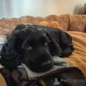 Zdjęcie №3. Szczenięta Cocker Spaniela. Dania