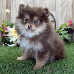 Zdjęcie №1. szpic miniaturowy - na sprzedaż w Berlin | 1913zł | Zapowiedź №136017