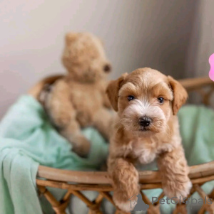 Zdjęcie №2 do zapowiedźy № 138961 na sprzedaż  sznaucer olbrzym - wkupić się USA prywatne ogłoszenie, hodowca