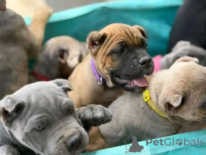 Zdjęcie №3. Nuttede Cane Corso hvalpe søger et kærligt hjem for altid. Dania