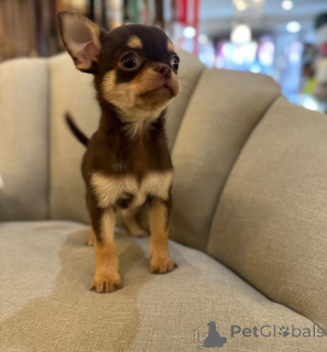 Zdjęcie №4. Sprzedam chihuahua (rasa psów) w Geretsr. hodowca - cena - negocjowane