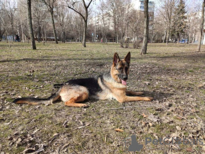 Zdjęcie №4. Sprzedam pies nierasowy w Zaporoże. prywatne ogłoszenie - cena - 666zł