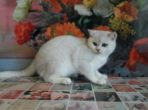 Zdjęcie №3. Rasa kota: brytyjska. Ukraina