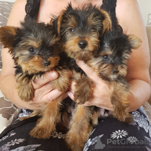 Zdjęcie №3. Szczeniak Yorkshire Terrier Filiżanka do bezpłatnej adopcji. Niemcy