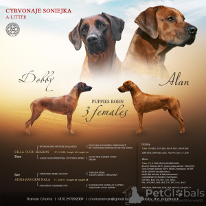 Dodatkowe zdjęcia: Szczenięta Rhodesian Ridgeback