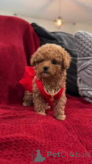 Zdjęcie №3. Filiżanka do herbaty-Pudelwelpen zu verkaufen. Francja