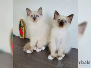 Zdjęcie №1. kot birmański - na sprzedaż w Praga | 1196zł | Zapowiedź № 155941