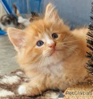 Zdjęcie №1. kot norweski leśny - na sprzedaż w Helsinki | 2774zł | Zapowiedź № 166323