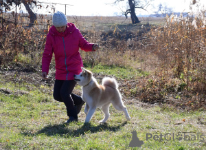 Zdjęcie №2 do zapowiedźy № 12733 na sprzedaż  akita (rasa psa) - wkupić się Ukraina od żłobka, hodowca