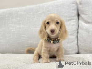 Zdjęcie №3. Urocze mini jamniki są idealnymi towarzyszami w każdym domu. Niemcy