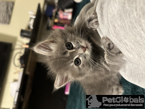 Zdjęcie №2 do zapowiedźy № 134078 na sprzedaż  kot domowy - wkupić się USA prywatne ogłoszenie