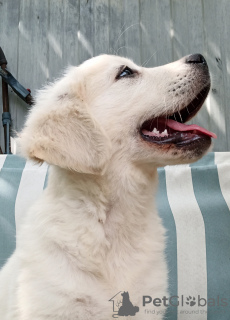 Dodatkowe zdjęcia: Golden retriever wcześniejsza rezerwacja