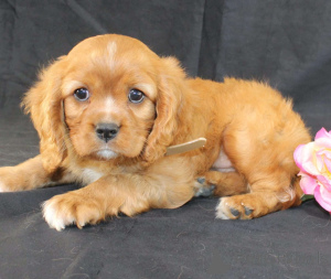 Zdjęcie №1. cavalier king charles spaniel - na sprzedaż w Aqua | 2296zł | Zapowiedź №172223