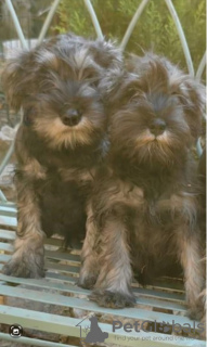 Zdjęcie №3. Sznaucer miniaturowy czarny i pieprzowo-solny. Serbia