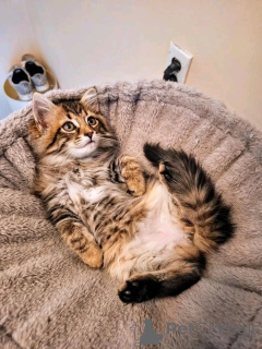 Zdjęcie №1. maine coon - na sprzedaż w Monachium | 2870zł | Zapowiedź № 150763