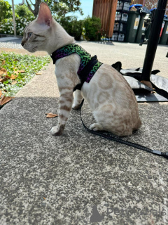 Zdjęcie №3. Zabawne kocięta bengalskie z błyszczącymi płaszczami. Szwajcaria