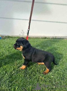 Zdjęcie №4. Sprzedam rottweiler w Kragujevac.  - cena - negocjowane