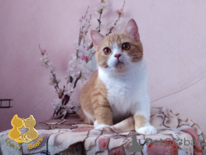 Zdjęcie №1. kot brytyjski krótkowłosy - na sprzedaż w Niżny Nowogród | Bezpłatny | Zapowiedź № 7547