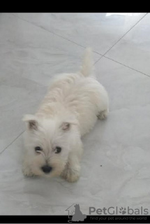 Zdjęcie №2 do zapowiedźy № 109990 na sprzedaż  west highland white terrier - wkupić się Serbia hodowca