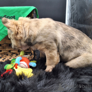 Zdjęcie №2 do zapowiedźy № 166536 na sprzedaż  buldog francuski - wkupić się Niemcy hodowca