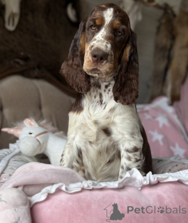 Zdjęcie №3. Suka Springer Spaniel Angielski. Polska