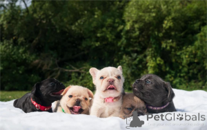 Zdjęcie №1. buldog francuski - na sprzedaż w Füssen | 1674zł | Zapowiedź №154597