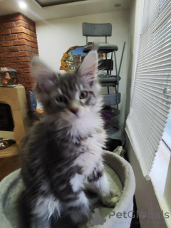 Zdjęcie №1. maine coon - na sprzedaż w Aarbergen | Bezpłatny | Zapowiedź № 145306