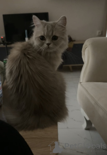 Zdjęcie №2 do zapowiedźy № 146201 na sprzedaż  perskie - wkupić się Gruzja hodowca