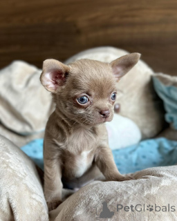 Zdjęcie №1. chihuahua (rasa psów) - na sprzedaż w Brondby | negocjowane | Zapowiedź №168257
