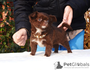 Zdjęcie №3. Chihuahua dziewczyna czekolada.. Federacja Rosyjska