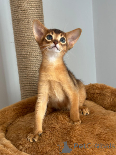 Zdjęcie №3. Abyssinian Kitten Boy. Turcja