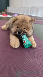 Zdjęcie №3. Zimowe Piękne Szczenięta Chowski. USA