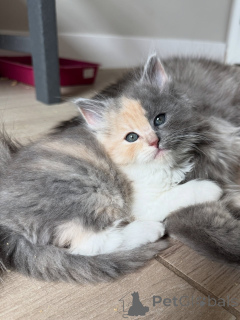 Zdjęcie №1. kot syberyjski - na sprzedaż w Berlin | negocjowane | Zapowiedź № 154914