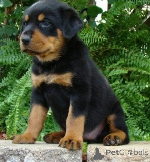 Zdjęcie №1. rottweiler - na sprzedaż w Galaali | negocjowane | Zapowiedź №170513
