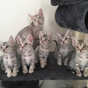 Zdjęcie №1. ocicat - na sprzedaż w Antwerpia | 2392zł | Zapowiedź № 164261