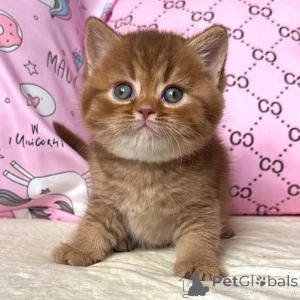 Zdjęcie №1. kot brytyjski krótkowłosy - na sprzedaż w Augustusburg | negocjowane | Zapowiedź № 160391