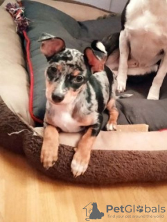 Zdjęcie №2 do zapowiedźy № 130140 na sprzedaż  chow-chow - wkupić się Niemcy prywatne ogłoszenie