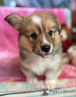 Zdjęcie №3. Samce i samice szczeniąt Pembroke Welsh Corgi. Malezja