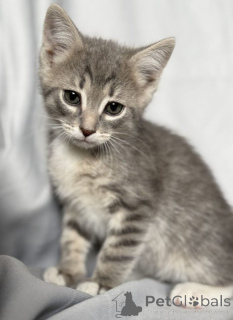 Zdjęcie №2 do zapowiedźy № 142152 na sprzedaż   - wkupić się Federacja Rosyjska 