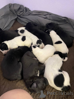 Zdjęcie №2 do zapowiedźy № 134782 na sprzedaż  amerykański pitbulterier - wkupić się Kirgistan prywatne ogłoszenie